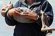Muerte de Dobby.jpg