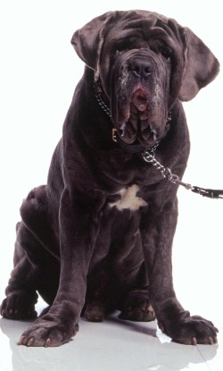 Mascotas de Rubeus Hagrid | Harry Potter Wiki | FANDOM