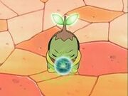 EP533 Turtwig concentrando energibola.jpg