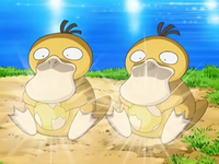 EP556 Huevos de Psyduck abriéndose.png