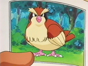 EP213 Foto de Pidgey Rechonchos-Gorditos.png