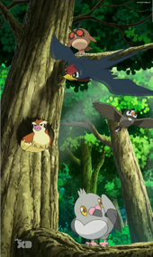 EP804 Pájaros Pokémon.png