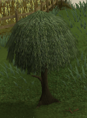 Willowtree2.png