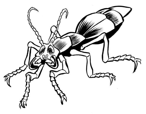 Archivo:Fefze beetle.jpg