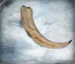180px-Hoth Hog Tusk.jpg