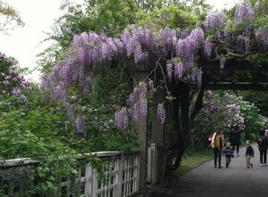Wisteriatree