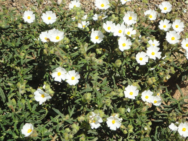 Archivo:Estepa llimenonca.jpg