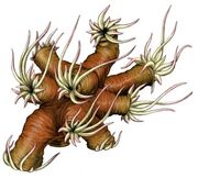327px-Flyingpolyp2.jpg