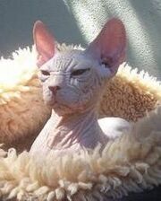 Kohona 3 gato