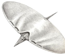 Diskflyer.jpg