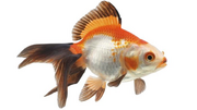 Goldfish.png