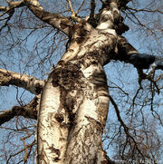 Dryad