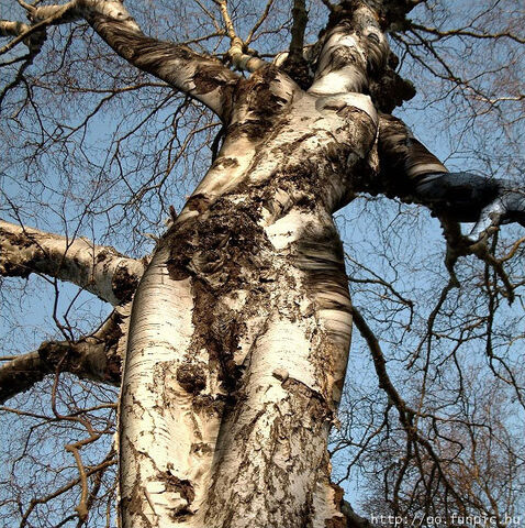 File:Dryad.jpg