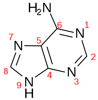 File:377px-Adenine numbered.png