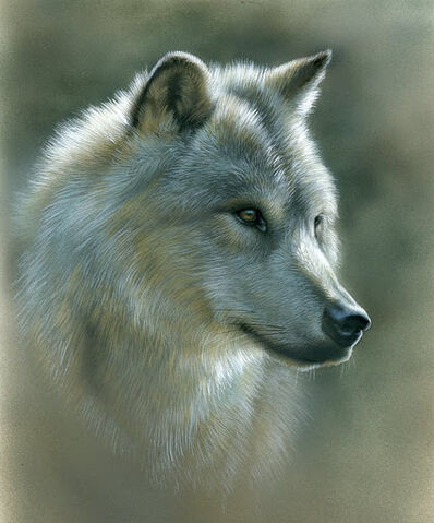 File:Russian wolf.jpg
