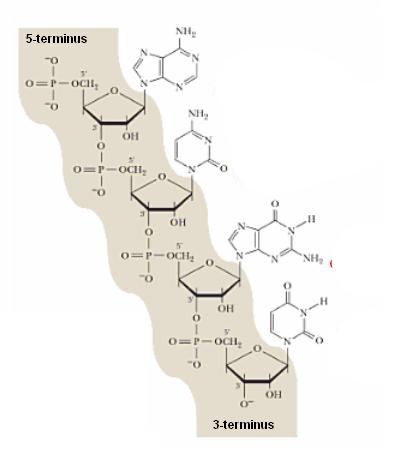 File:Backbone.jpg