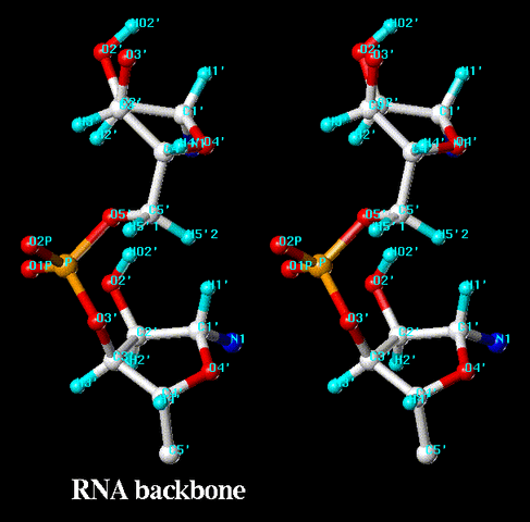 File:Rna bb st.gif
