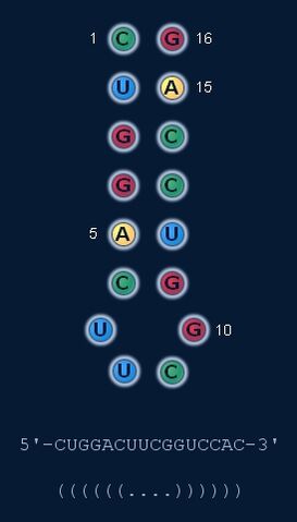 File:Dotbracket.jpg