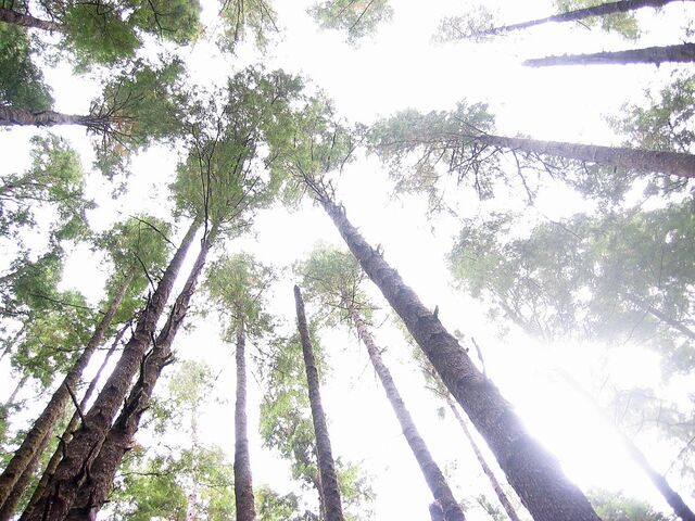File:Sky Trees.jpg