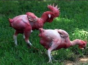 Animal57.jpg