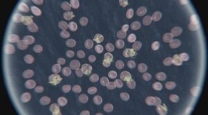The Croatoan Virus