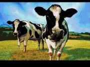 Cows EWJ2