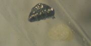 Curium