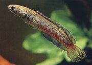 Borna Snakehead