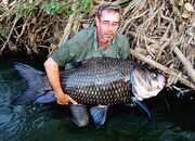 Giant siamese carp 18