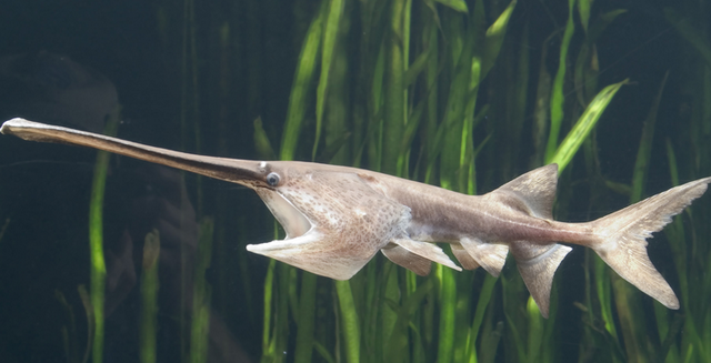File:Chinese-paddlefish.png