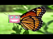 Handsome butterfly