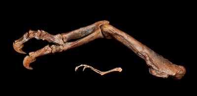 File:Raptorex arm.jpg