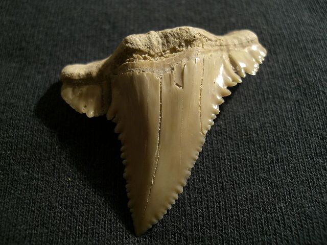File:Palaeocarcharodon orientalis tooth.jpg