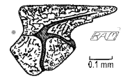 Elegestolepis