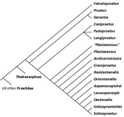 Proetinae cladogram