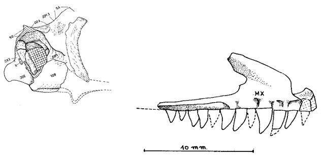 File:Marasuchus skull rec.jpg