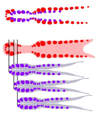File:Spinosaurinae - 1(Jaw diagram).png