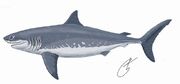 Cretoxyrhina mantelli 1DB2