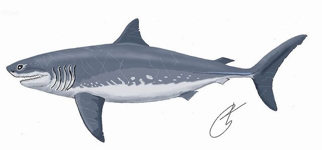 File:Cretoxyrhina mantelli 1DB2.jpg