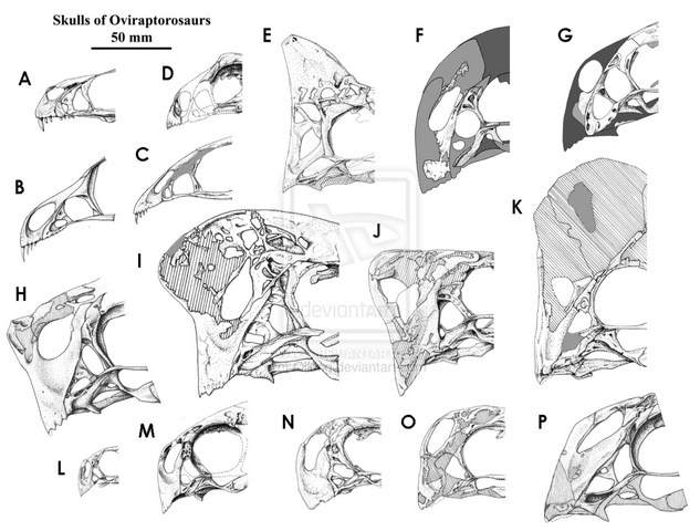File:Oviraptorosauria - 3(Snouts).png
