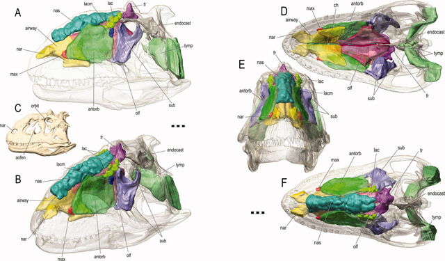 File:Majungasaurus - 8(Diagram).jpg
