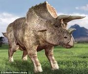 Triceratops