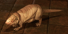 Rat