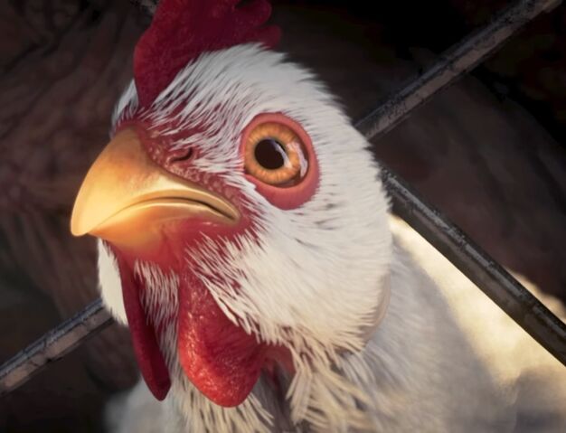 File:Rebel Chicken.jpg