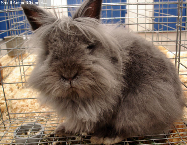 File:LionheadRabbit.jpg