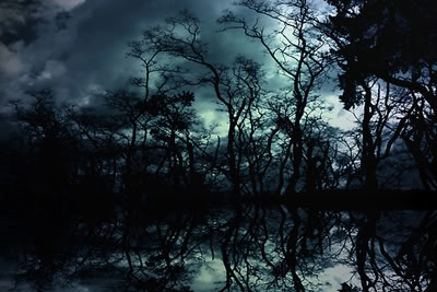 Dark forest