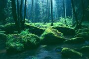 NRPOberpfaelzWald Lerautal.jpg