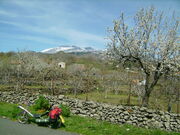 Italien aetna blueten dalli