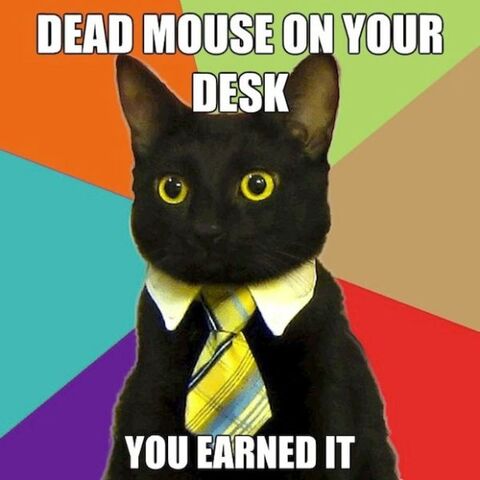 File:User cat.jpg