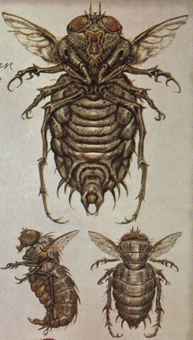File:BloatflyCA.jpg